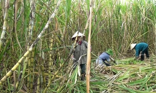 Rà soát biện pháp phòng vệ thương mại đối với sản phẩm đường mía xuất xứ từ Thái Lan