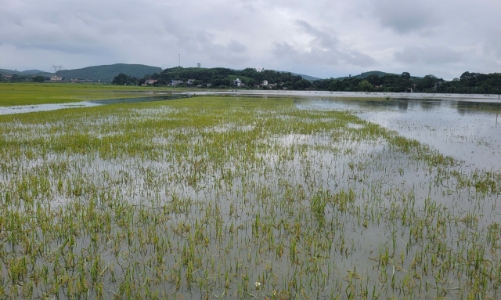 Hơn 4.000 ha lúa, cây trồng tại Thanh Hóa bị ngập úng, đổ gãy