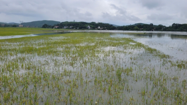 Hơn 4.000 ha lúa, cây trồng tại Thanh Hóa bị ngập úng, đổ gãy