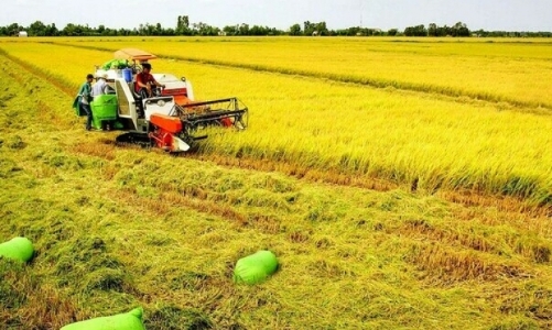 Hỗ trợ 1,5 triệu đồng/ha/năm đối với đất chuyên trồng lúa