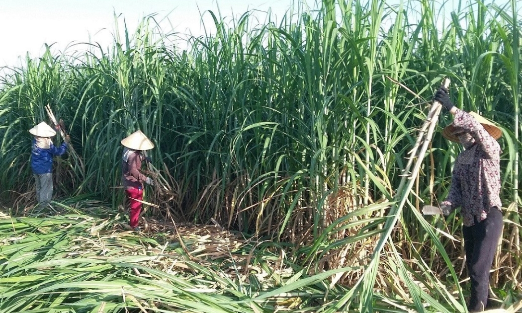Sản xuất mía đường thích ứng với biến đổi khí hậu, giảm phát thải khí nhà kính là vấn đề tất yếu.
