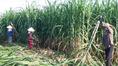 Sugar industry should focus on climate  resilience