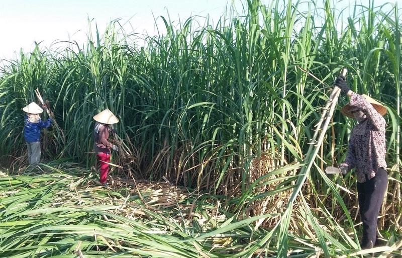 Sugar industry should focus on climate  resilience