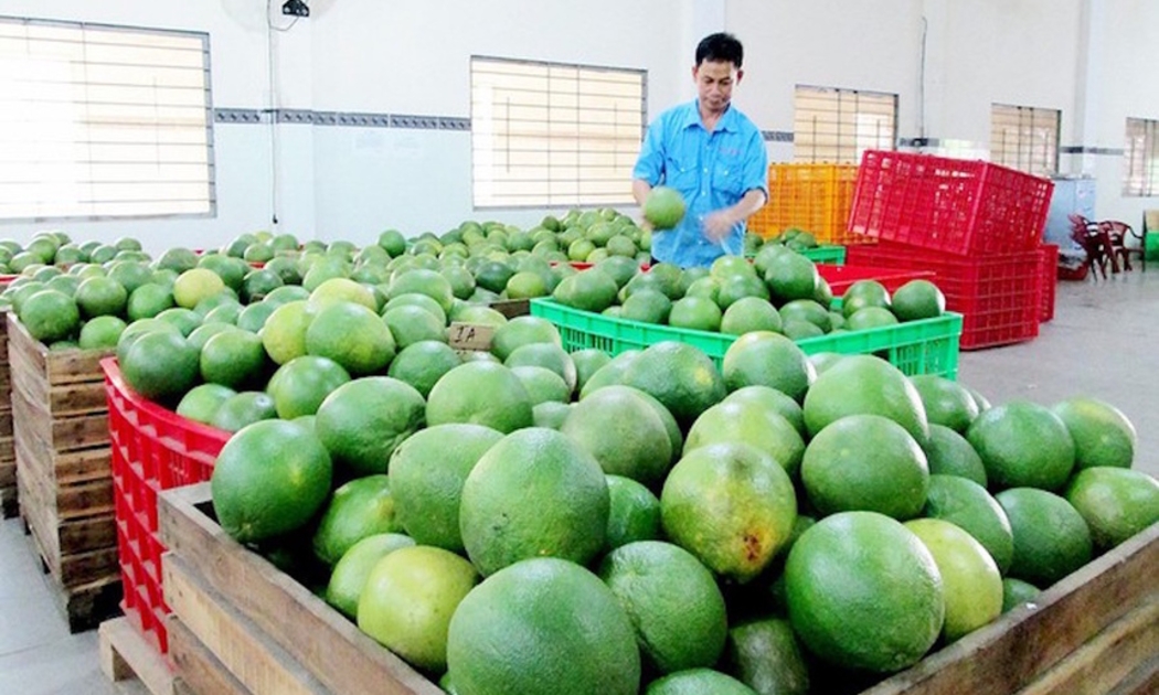 Bưởi da xanh đã xuất khẩu sang Mỹ.