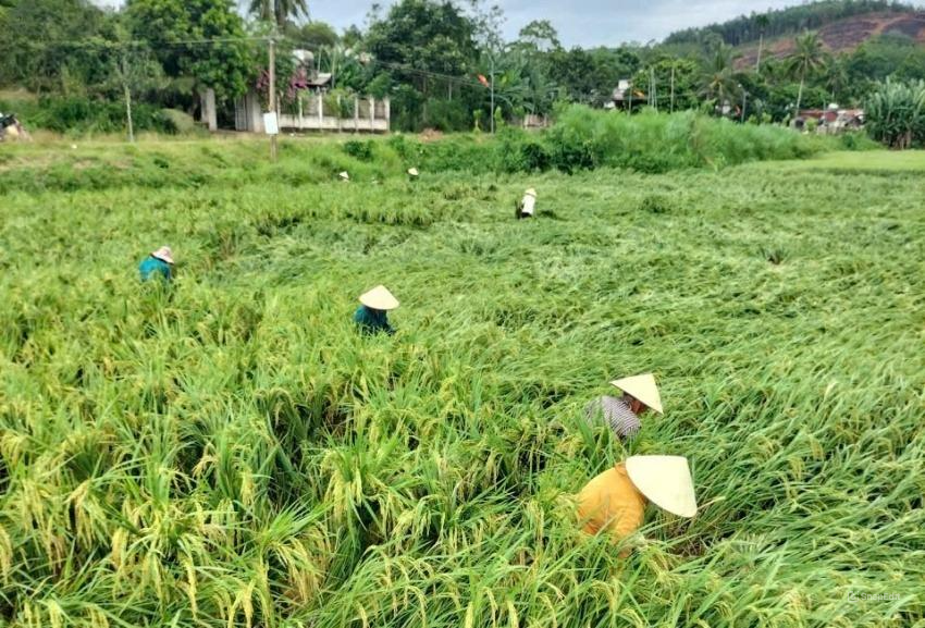 Người dân tranh thủ ra đồng dựng lại diện tích lúa bị gãy đổ