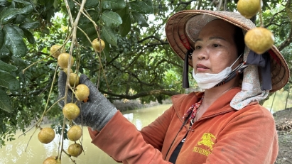 Mekong Detla contributes 31% to Vietnam's agriculture 