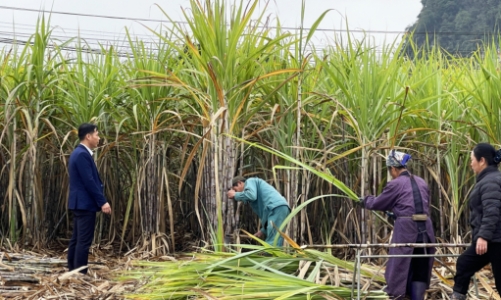 Doanh nghiệp kêu cứu về nạn “chảy máu” mía nguyên liệu