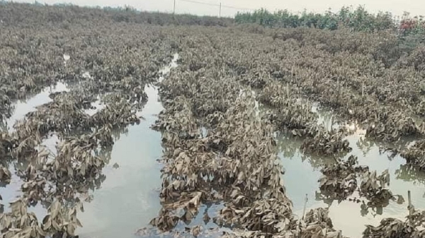 Rút ngắn thời hạn xử lý thủ tục hành chính hỗ trợ khôi phục nông nghiệp bị thiệt hại do thiên tai