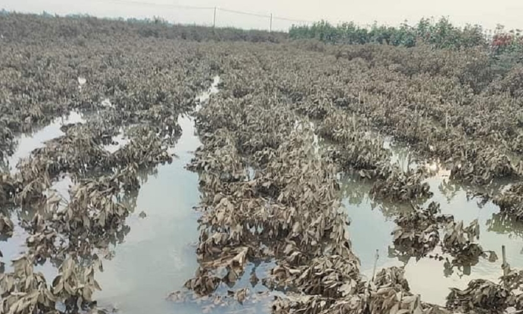 Ruộng cây cảnh tại Văn Giang- Hưng Yên bị hỏng nặng sau trận bão Yagi.