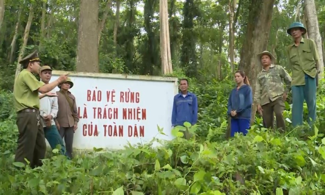 Bảo vệ rừng sẽ  góp phần hấp thu khí nhà kính.