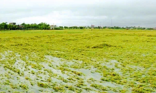 Các doanh nghiệp chung tay hỗ trợ giống, phân bón giúp nông dân khôi phục sản xuất 