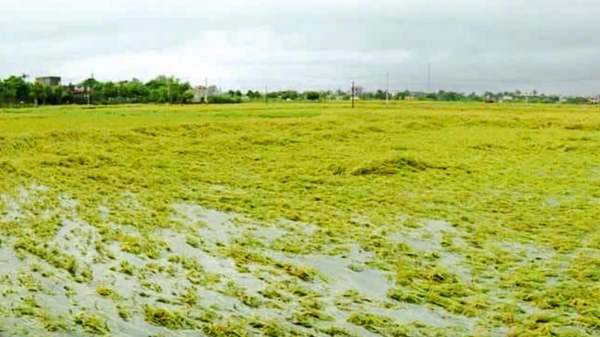 Các doanh nghiệp chung tay hỗ trợ giống, phân bón giúp nông dân khôi phục sản xuất 