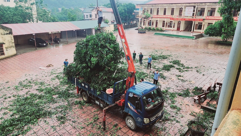 Nhà trường nhanh chóng xử lý cành cây gãy để đưa những xe ô tô bị hư hỏng ra ngoài.
