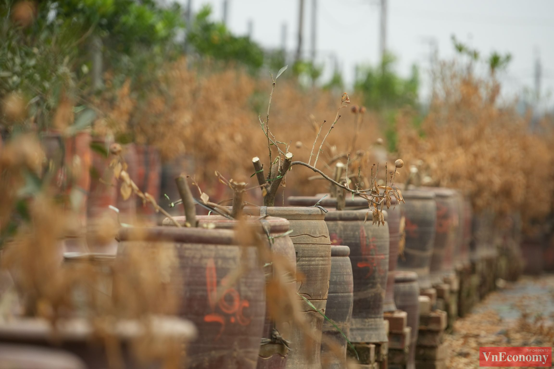 Những c&acirc;y đ&agrave;o Nhật T&acirc;n, quất Tứ Li&ecirc;n kh&ocirc;ng chỉ l&agrave; nguồn sinh kế quan trọng của c&aacute;c hộ ươm trồng m&agrave; c&ograve;n l&agrave; sản phẩm OCOP 4 sao, g&oacute;p phần quảng b&aacute; h&igrave;nh ảnh l&agrave;ng nghề đến du kh&aacute;ch.&nbsp;