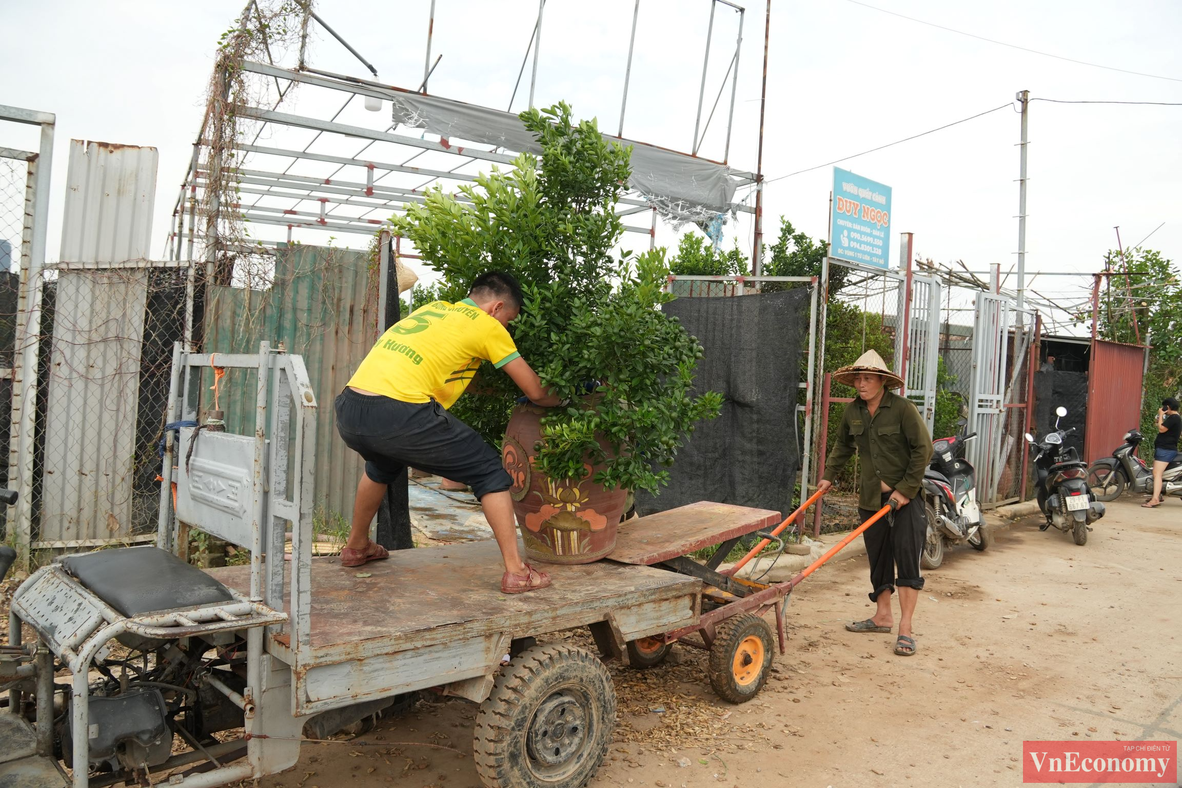 Một chủ vườn cho biết: 