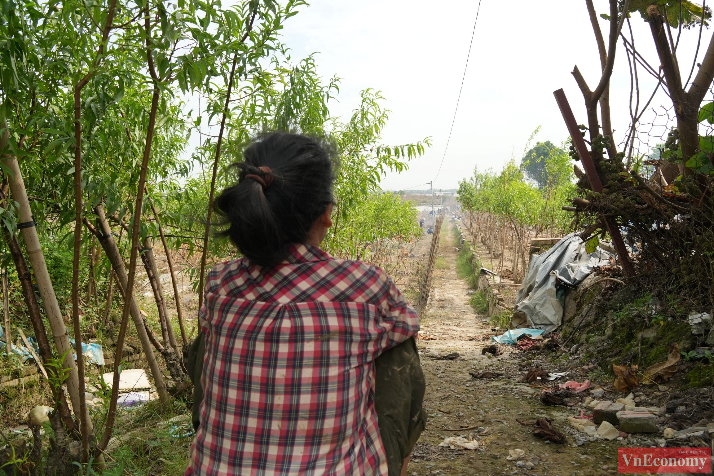  Nhiều người dân lo ngại dù một số cây đào cao hơn còn sót lại, nhưng sau một tuần ngâm mình trong nước, rễ cây đã bị úng, khó có thể phục hồi.