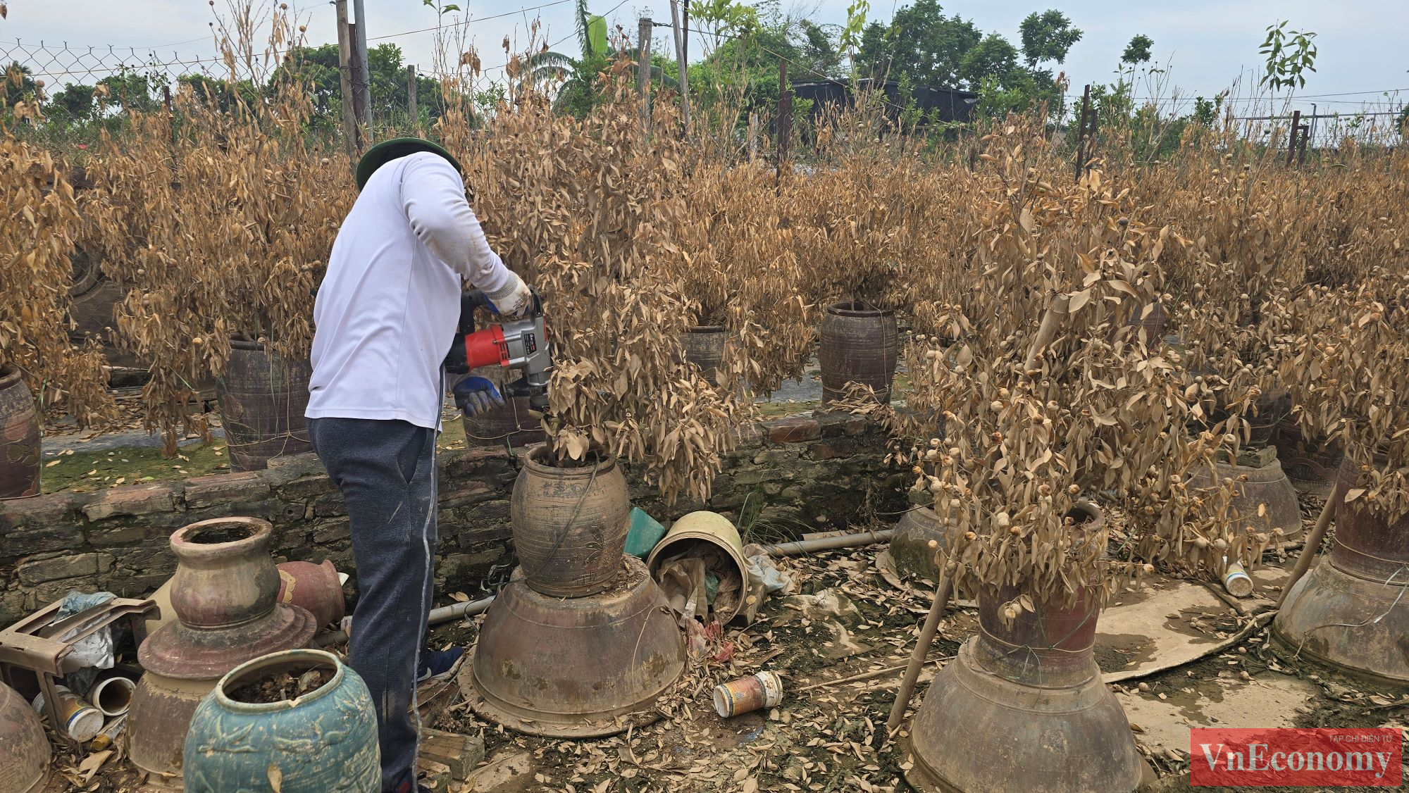 Cả năm trông chờ vào cây đào, cây quất giờ mất hết chả còn gì. Công việc của những người trồng quất, đào ở Tứ Liên, Nhật Tân bây giờ là dọn bùn, dọn cây hỏng, chuẩn bị vườn cho vụ mới thế nhưng nỗi lo vẫn chồng chất.