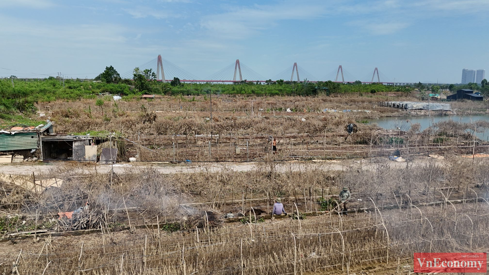 Nước lũ rút, cánh đồng bạt ngàn đào, quất đang rơi vào cảnh héo lá, chết dần chết mòn vì bị ngâm nhiều ngày trong nước và không còn khả năng phục hồi. 