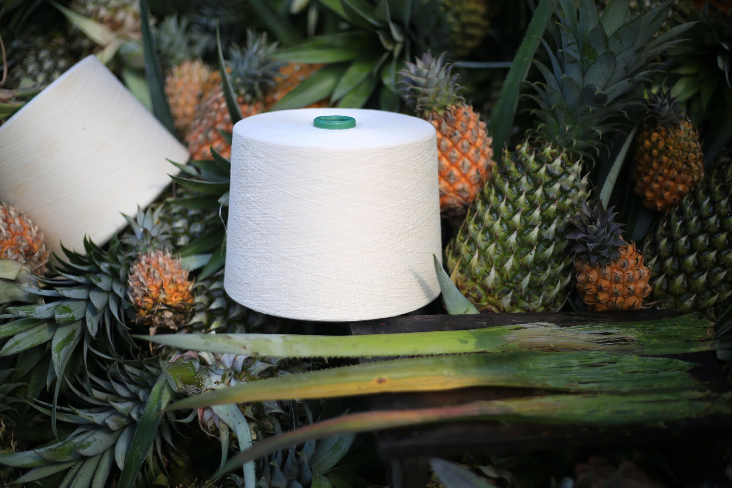 Ananas (lấy theo tên khoa học của dứa) đánh dấu lần đầu Việt Nam thành công sản xuất quy mô lớn một chất liệu dệt may sinh thái gốc xơ thực vật