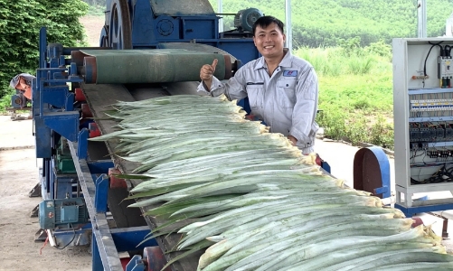Việt Nam thành công sản xuất quy mô lớn tơ, sợi, vải sinh thái từ lá dứa