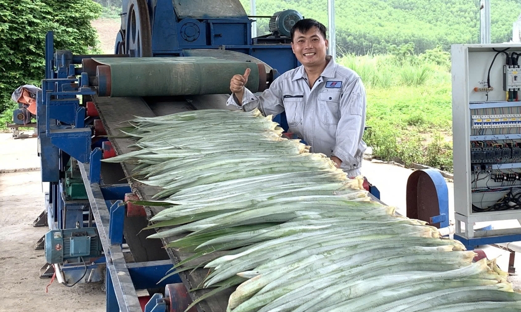 Ảnh minh hoạ: Tách xuất xơ thô từ lá dứa bằng thiết bị tự động