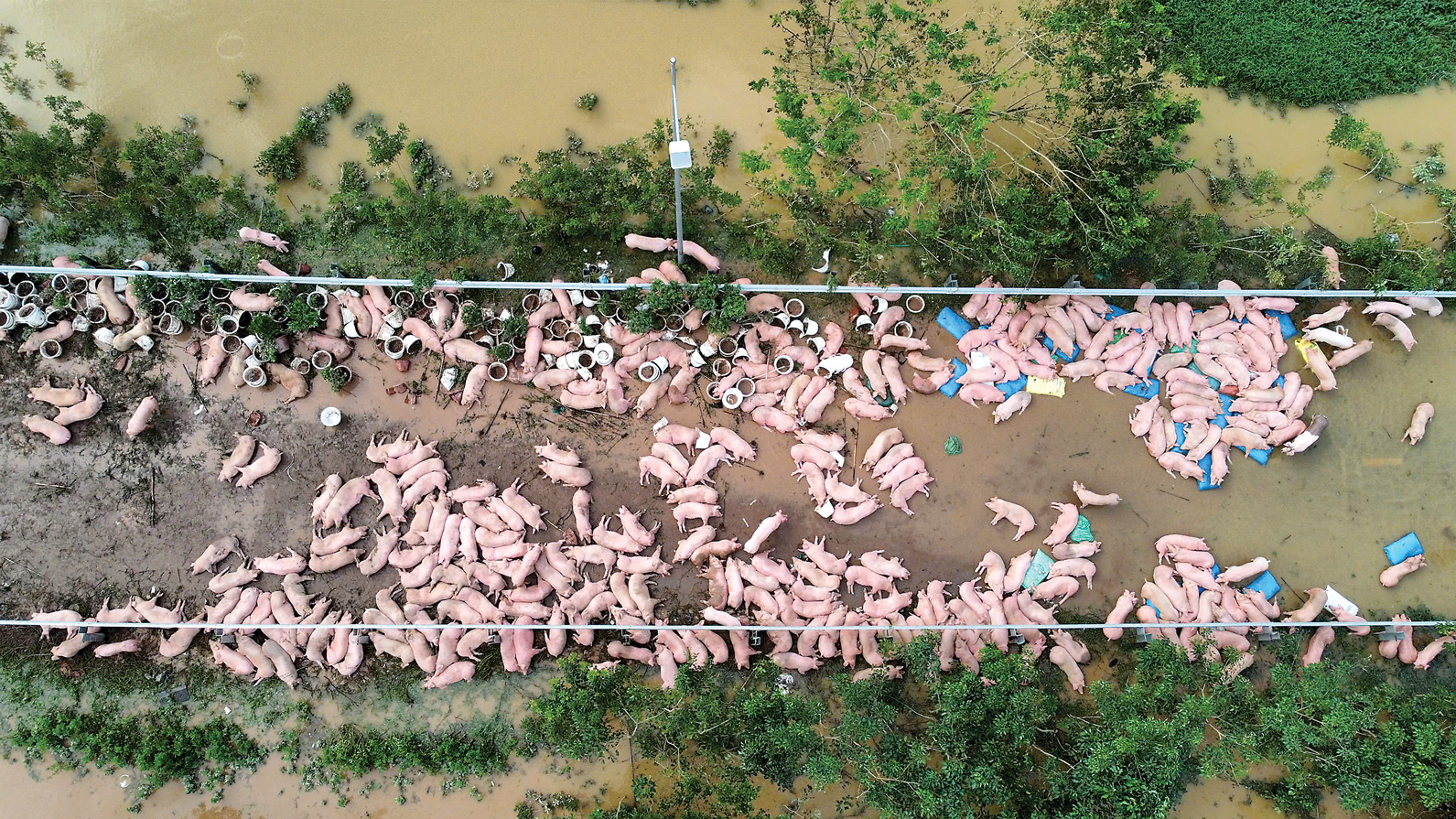 Từ Nhà Máy đến Trang Trại: Hành Trình Biến Đầm Lầy Thành Mô Hình Nông Nghiệp Hiệu Quả của Anh Phạm Trung Hiếu 11 Từ Nhà Máy đến Trang Trại: Hành Trình Biến Đầm Lầy Thành Mô Hình Nông Nghiệp Hiệu Quả của Anh Phạm Trung Hiếu