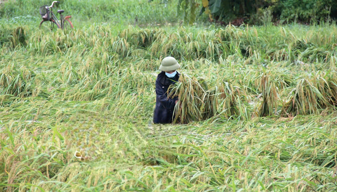 Hàng trăm nghìn ha lúa bị thiệt hại