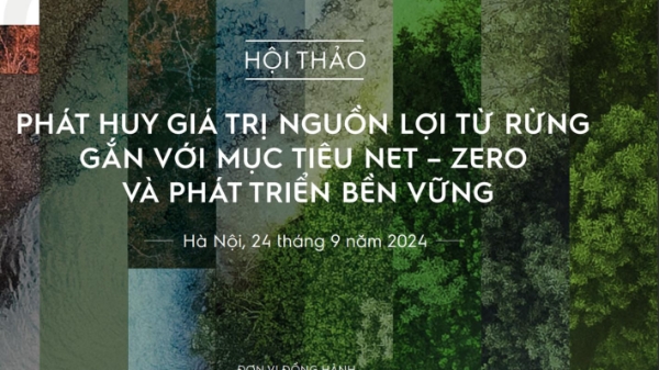 Cơ hội đầu tư phát triển rừng từ cơ chế tạo tín chỉ carbon