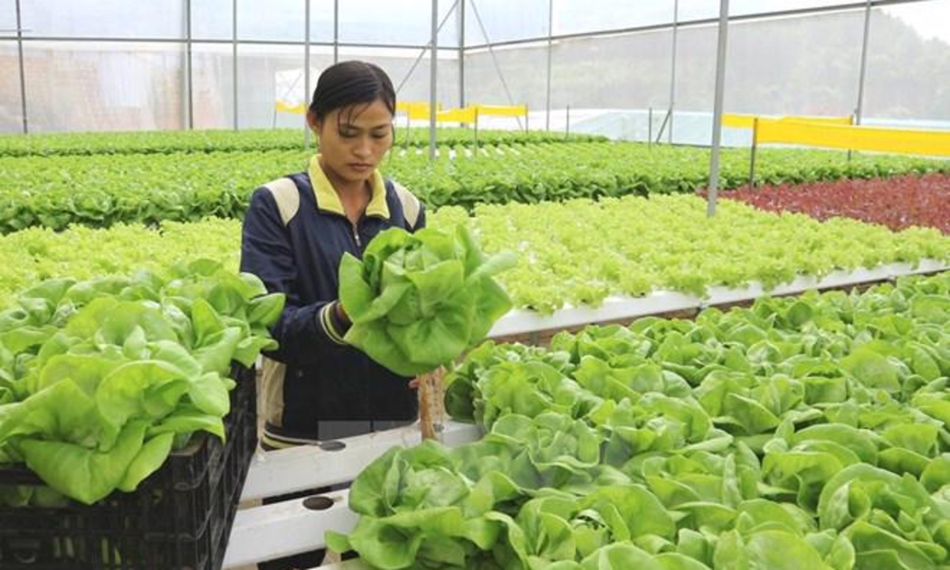 Lao động làm việc thời vụ tại Hàn Quốc. Ảnh minh họa.