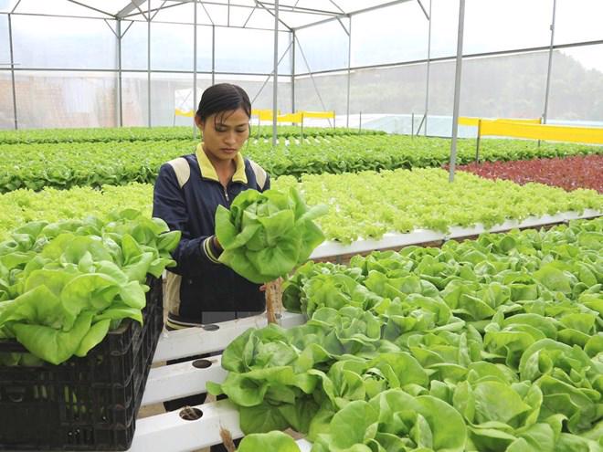 Lao động làm việc thời vụ tại Hàn Quốc. Ảnh minh họa.