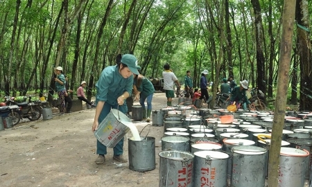 Tránh dùng mệnh lệnh hành chính để quản lý hoạt động mua bán qua Sở giao dịch hàng hóa