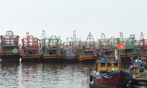 Đà Nẵng quyết liệt xử lý các hoạt động khai thác hải sản bất hợp pháp