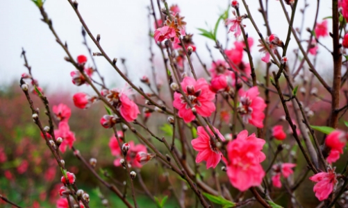 Đồng thuận phương án nghỉ 9 ngày dịp Tết Âm lịch 2025 