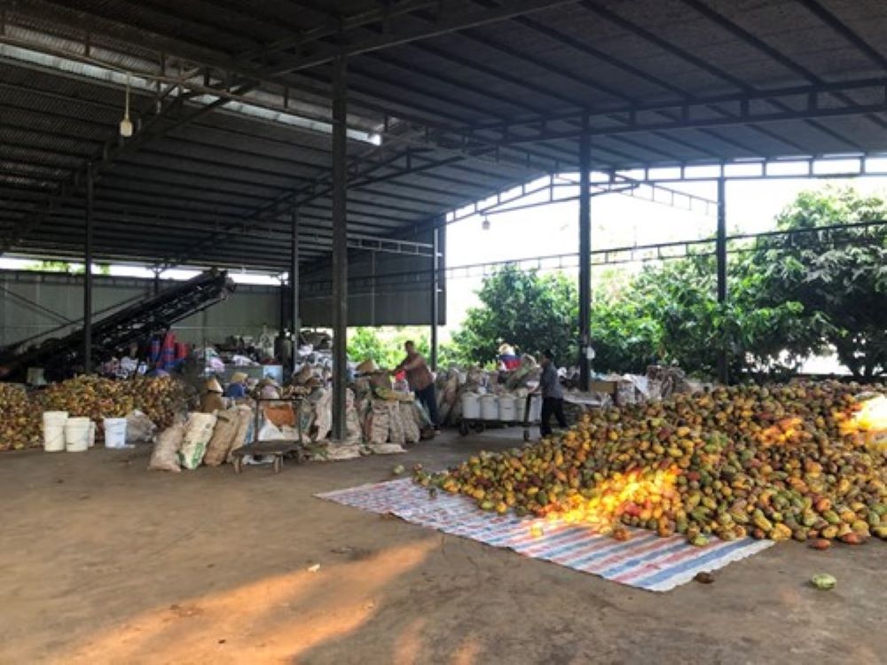 Hàng năm công ty  Ca cao Trọng Đức thải ra khoảng 5.000 tấn vỏ ca cao tươi sau quá trình sơ chế. Ảnh: Helvetas.