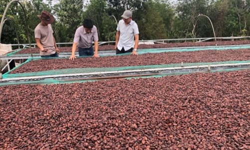 Biến vỏ quả ca cao thành than sinh học: Giải pháp kinh tế tuần hoàn trong ngành ca cao