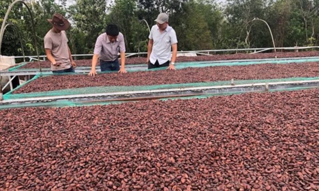 Nhiệt lượng tạo ra từ quá trình đốt biochar được sử dụng để sấy hạt ca cao.
