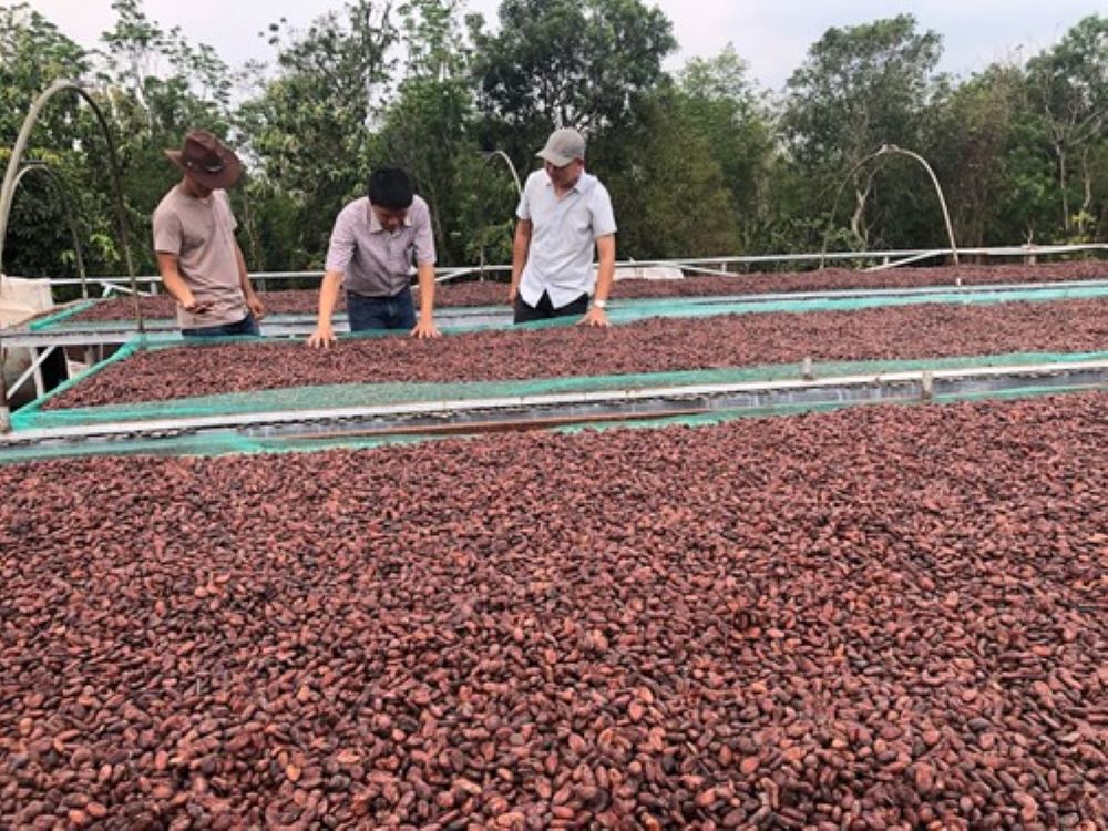 Nhiệt lượng tạo ra từ quá trình đốt biochar được sử dụng để sấy hạt ca cao.