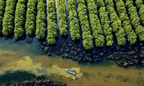 Nâng cao giá trị từ rừng bằng mục tiêu kép
