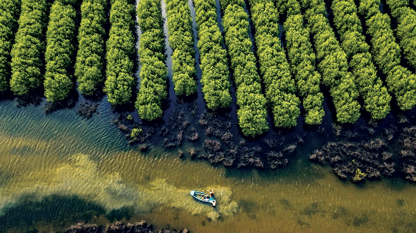 Nâng cao giá trị từ rừng bằng mục tiêu kép