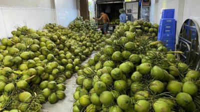 Ben Tre's green-skinned coconut and pomelo receive property certificates from Canada