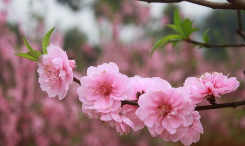 Vì sao không quy định 