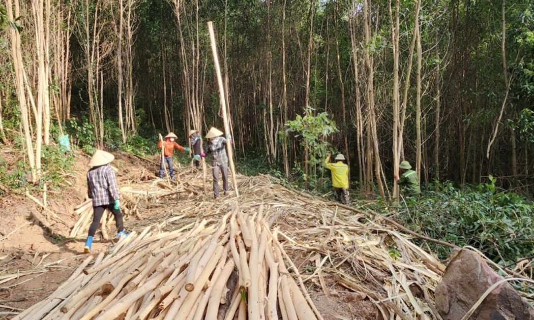 Ngành sản xuất đồ gỗ phải sử dụng nguyên liệu gỗ hợp pháp.