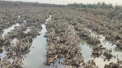 Agricultural insurance to be promoted