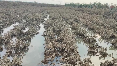 Agricultural insurance to be promoted