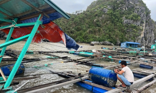 Hải Phòng chỉ đạo triển khai các biện pháp phục hồi sản xuất nông nghiệp sau bão số 3