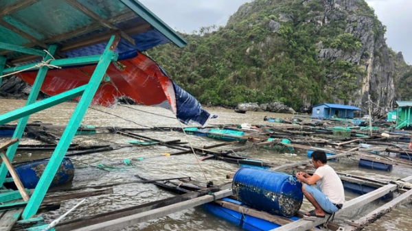 Hải Phòng chỉ đạo triển khai các biện pháp phục hồi sản xuất nông nghiệp sau bão số 3