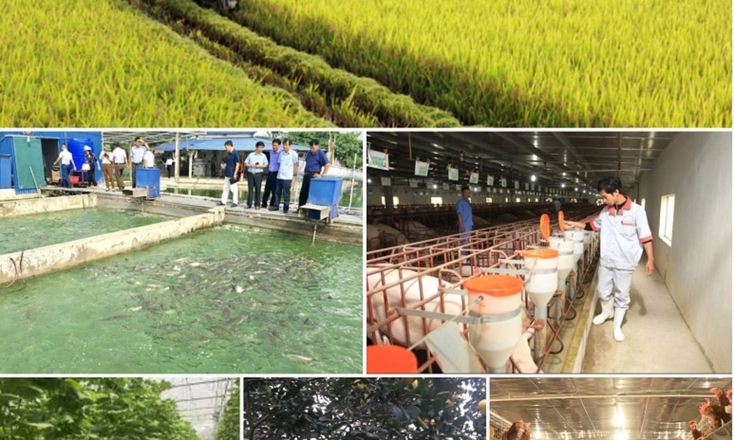 Xuất khẩu nông lâm thuỷ sản 9 tháng năm 2024 tăng 21% so với cùng kỳ năm trước.