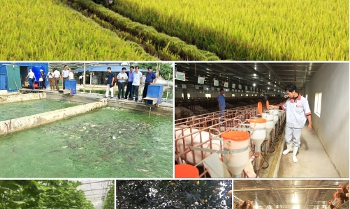 Vượt qua bão lũ, ngành nông lâm ngư nghiệp đạt tốc độ tăng trưởng 3,1%