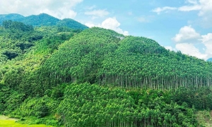Thiếu hụt chính sách đang cản trở lộ trình phát triển thị trường tín chỉ carbon rừng