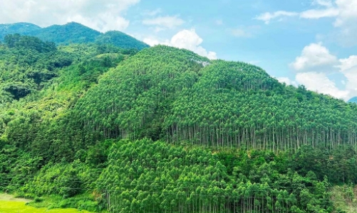 Thiếu hụt chính sách đang cản trở lộ trình phát triển thị trường tín chỉ carbon rừng